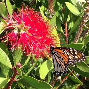 Meet your Posher, Pamela